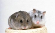 新研究让同性小鼠也能生育下一代