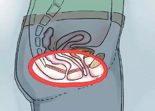 凯格尔肌是什么肌?可能是我们最容易忽略的肌群之一!