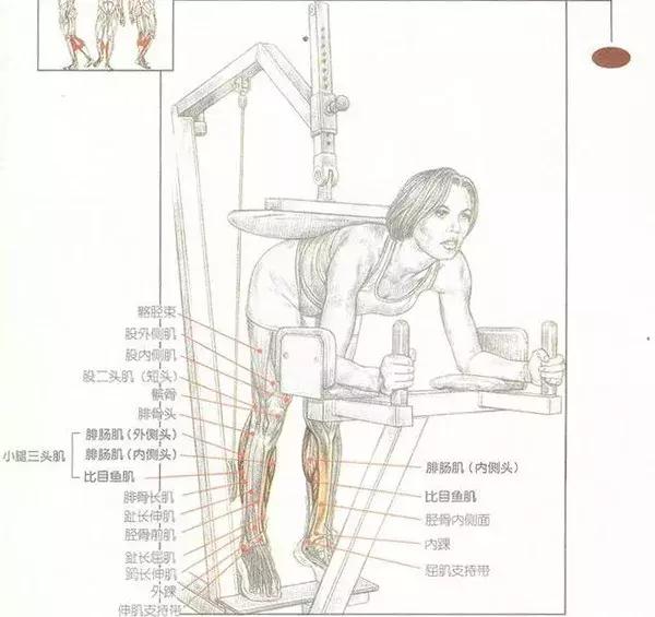 提踵训练,打造小腿肌肉还得靠它!